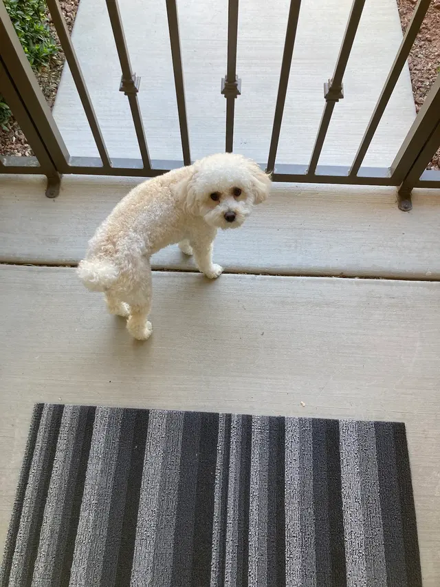 Customer photo of work by Petco Grooming, from TripleFire 1969's review