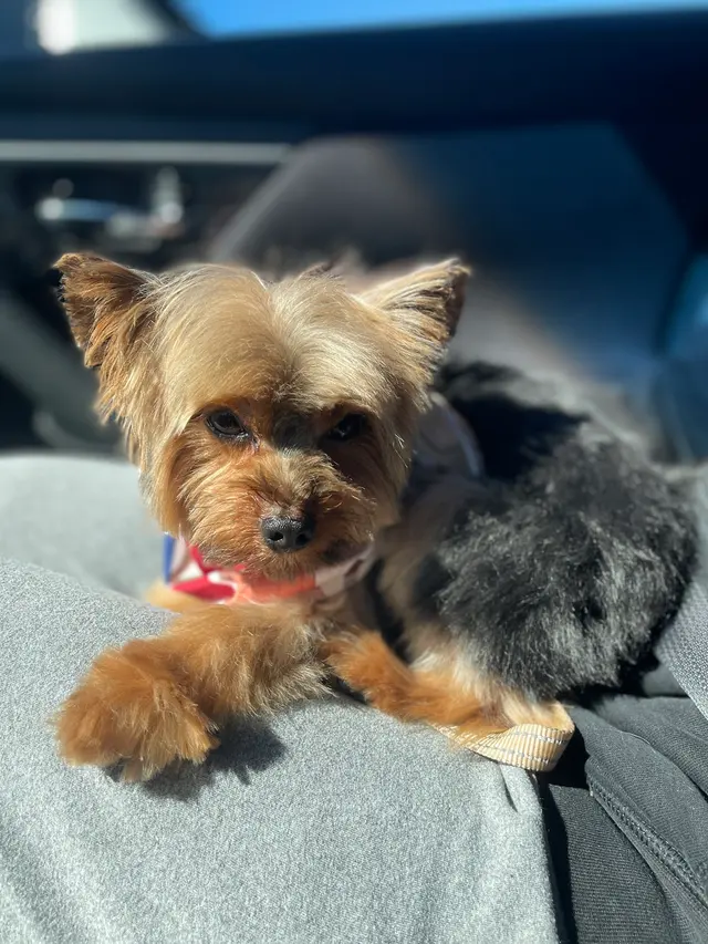 Petco Grooming — customer photo 2