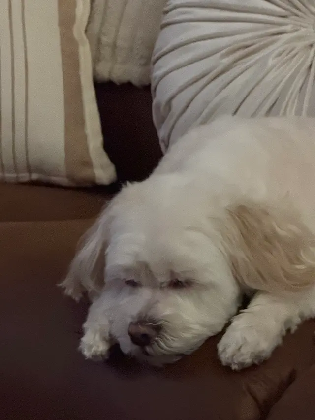 Petco Grooming — customer photo 11