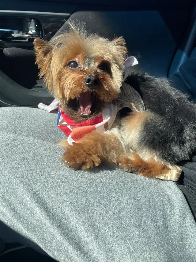 Customer photo of work by Petco Grooming, from Theresa Jorden's review