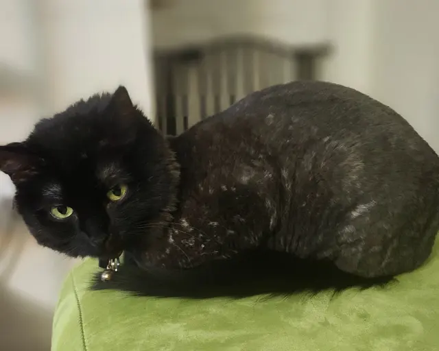 Customer photo of work by Warm Springs Grooming, from Katt M-F's review