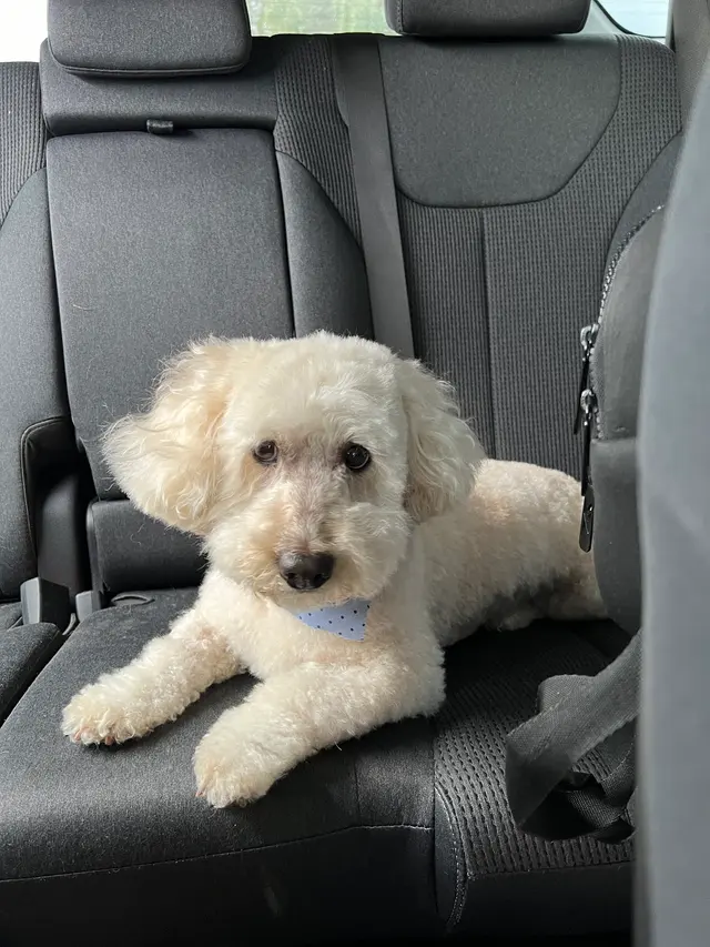 Royalty Paw Grooming — customer photo 3