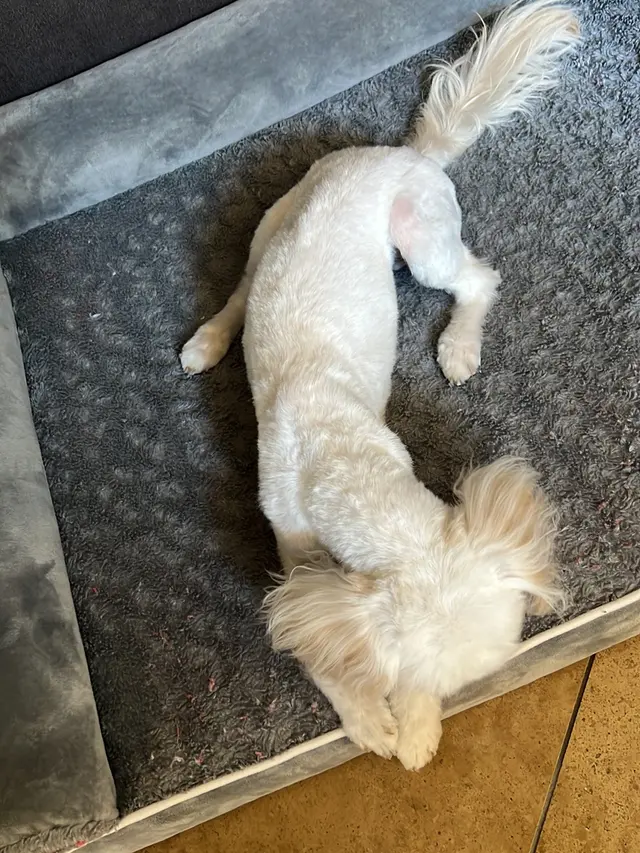 Royalty Paw Grooming — customer photo 11