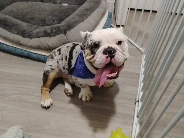 Royalty Paw Grooming — customer photo 4