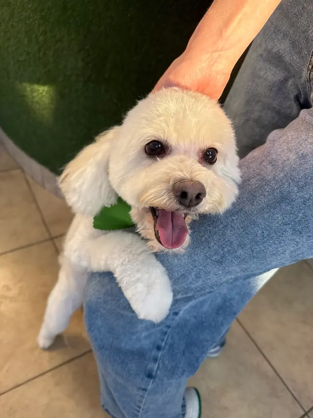 Royalty Paw Grooming — customer photo 1