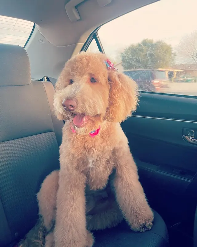 Royalty Paw Grooming — customer photo 8