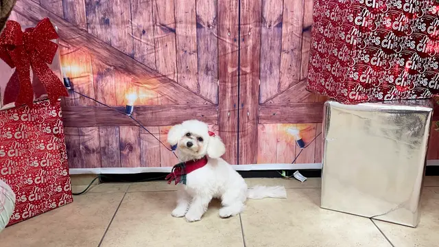 Royalty Paw Grooming — customer photo 7