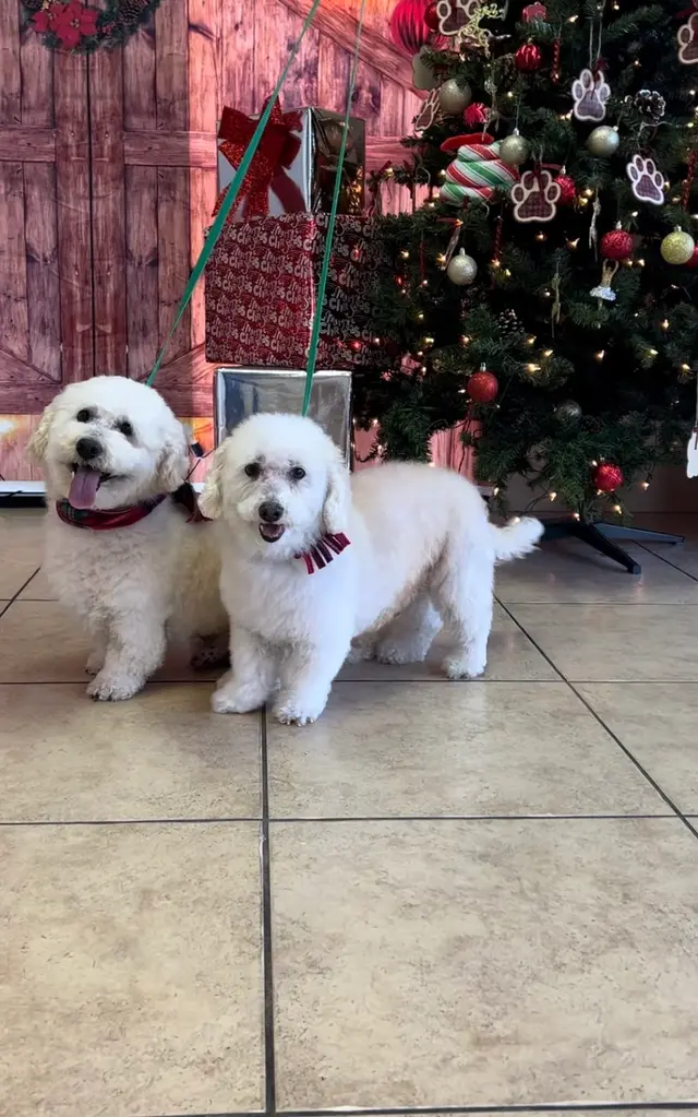Royalty Paw Grooming — customer photo 6