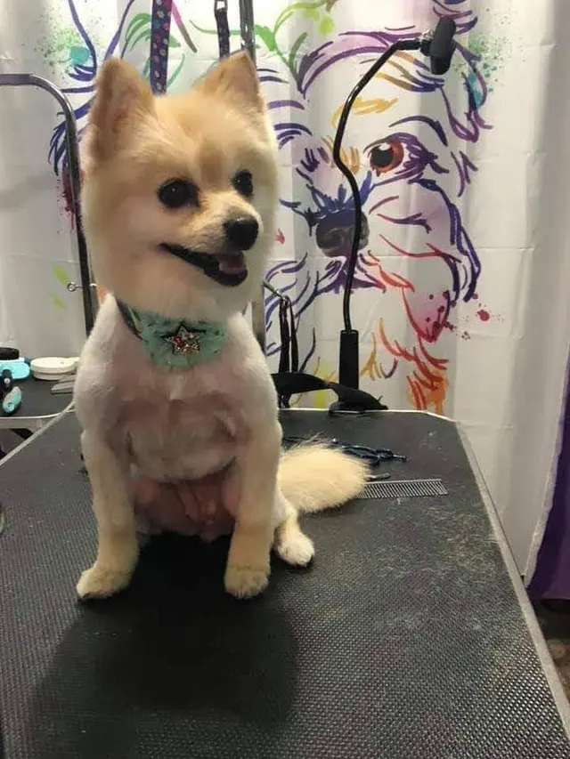 Royalty Paw Grooming — customer photo 5
