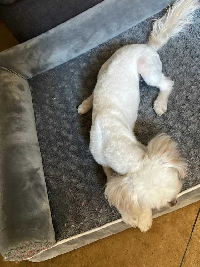 Royalty Paw Grooming — customer photo 12