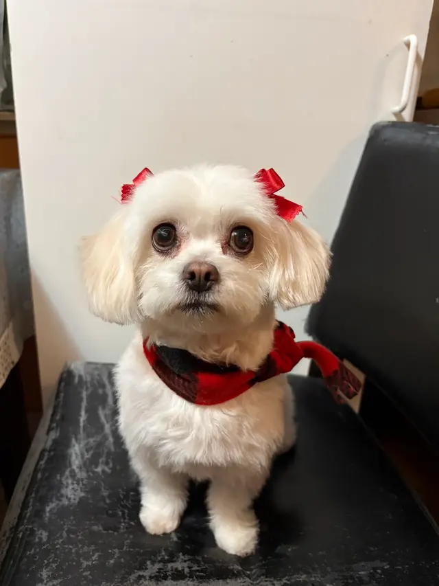 Royalty Paw Grooming — customer photo 2