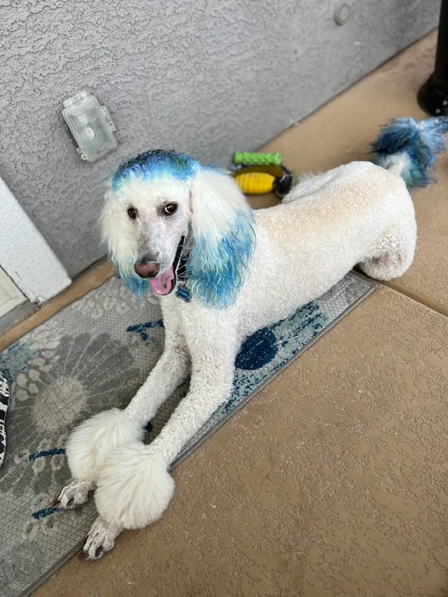 Desert Doggies Grooming & Shampooch — customer photo 12