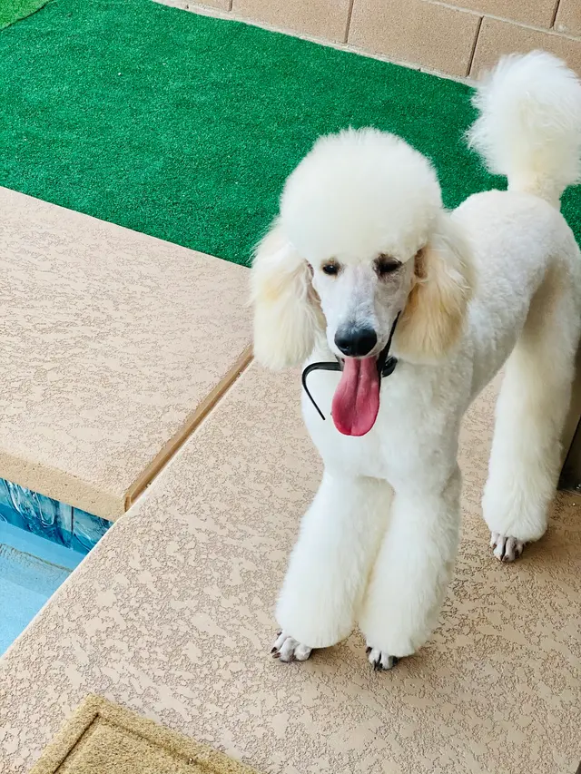 Desert Doggies Grooming & Shampooch — customer photo 6