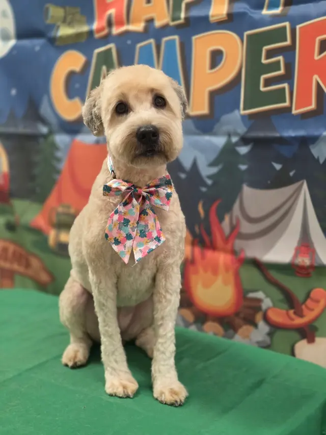 Desert Doggies Grooming & Shampooch — customer photo 8