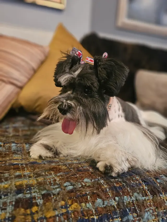 Desert Doggies Grooming & Shampooch — customer photo 4