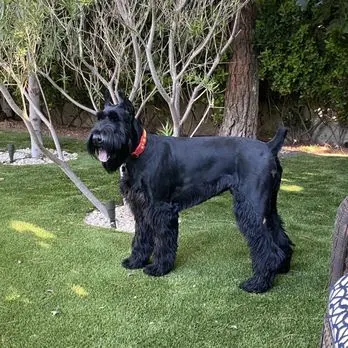 Desert Doggies Grooming & Shampooch — customer photo 2
