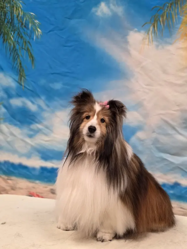 Desert Doggies Grooming & Shampooch — photo from the business 10
