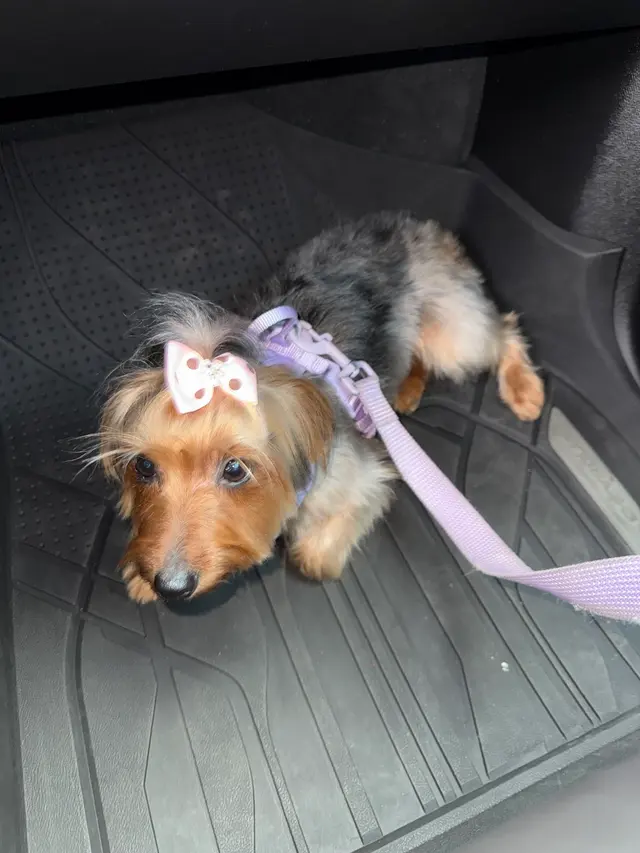 Desert Doggies Grooming & Shampooch — customer photo 9