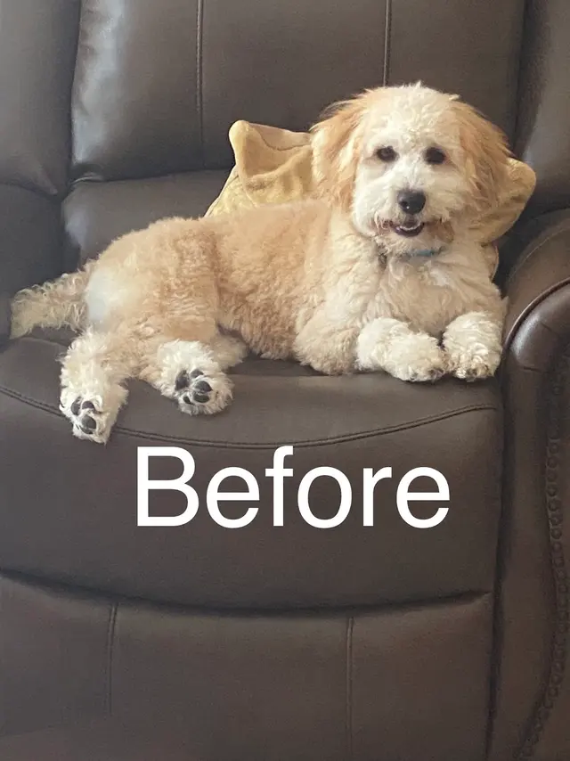 Desert Doggies Grooming & Shampooch — customer photo 7