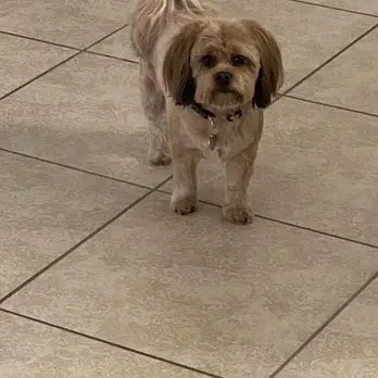 Desert Doggies Grooming & Shampooch — customer photo 3