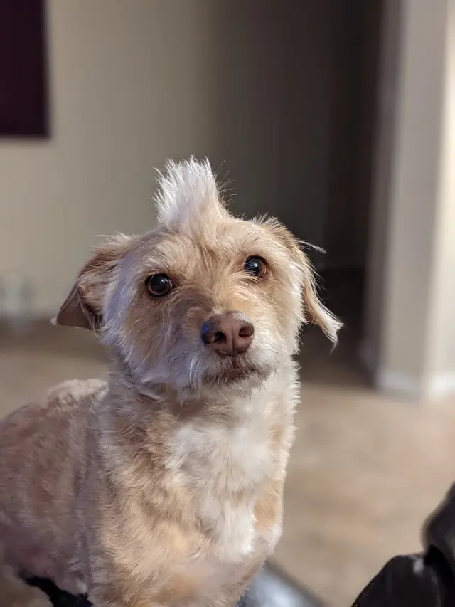 Desert Doggies Grooming & Shampooch — customer photo 11