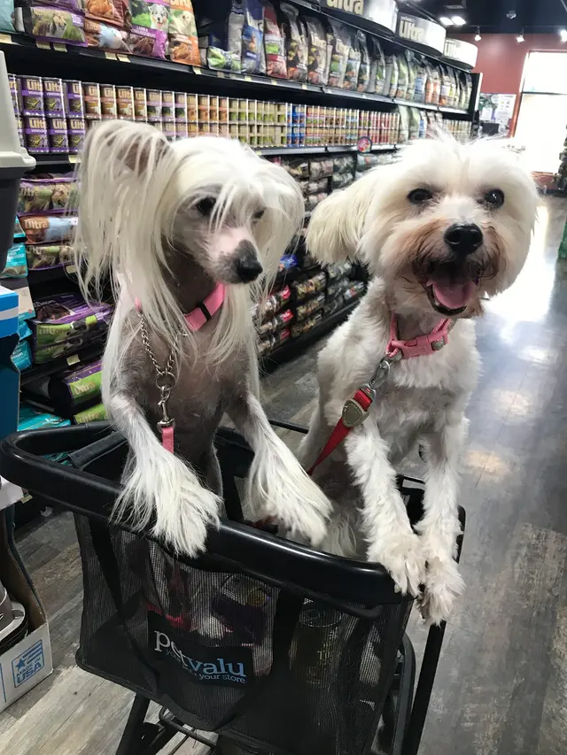 The Pet Nanny and Dog Walker — photo from the business 2