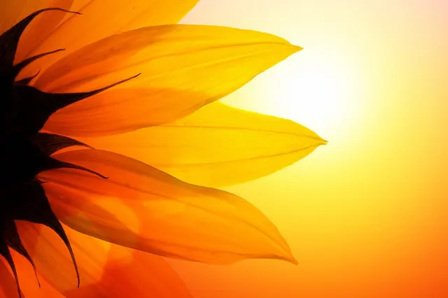 Sky Roots Wellness — photo from the business 1