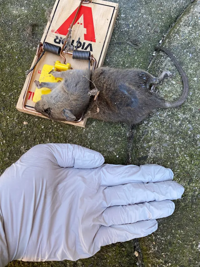 Supreme Pest Solutions — photo from the business 4