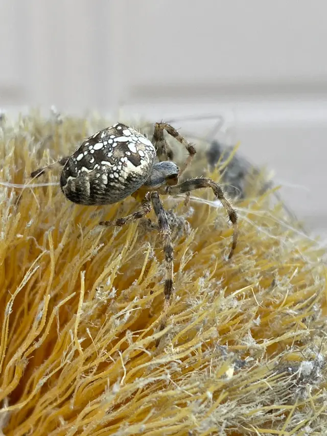 Supreme Pest Solutions — photo from the business 7