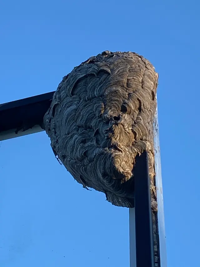 Supreme Pest Solutions — photo from the business 3