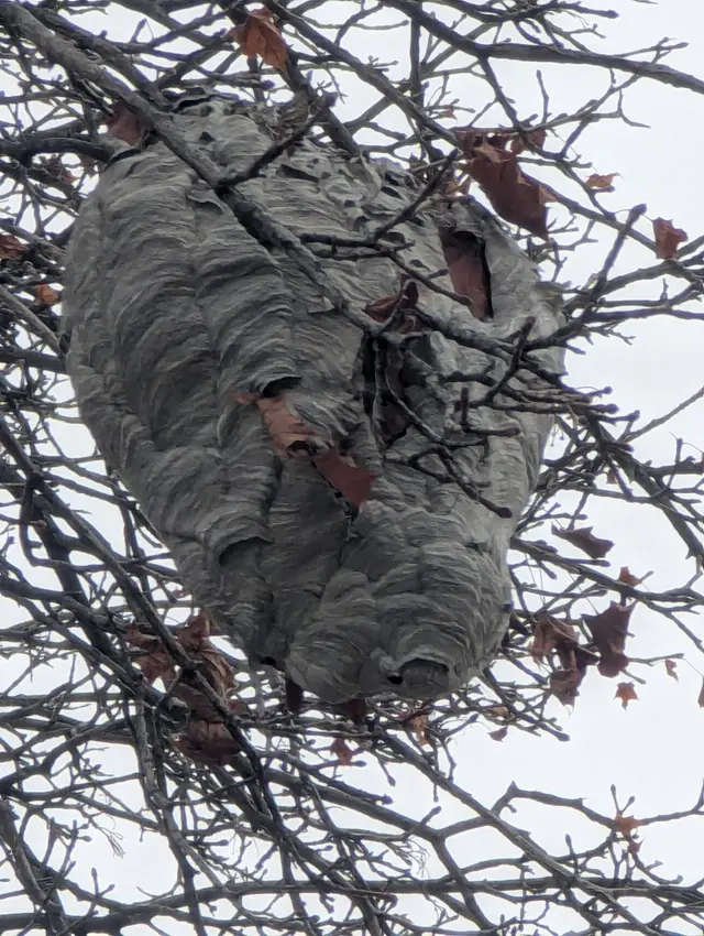 Pointe Pest Control — customer photo 3