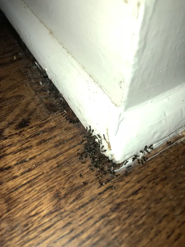 Quick Kill Exterminating Co — photo from the business 8