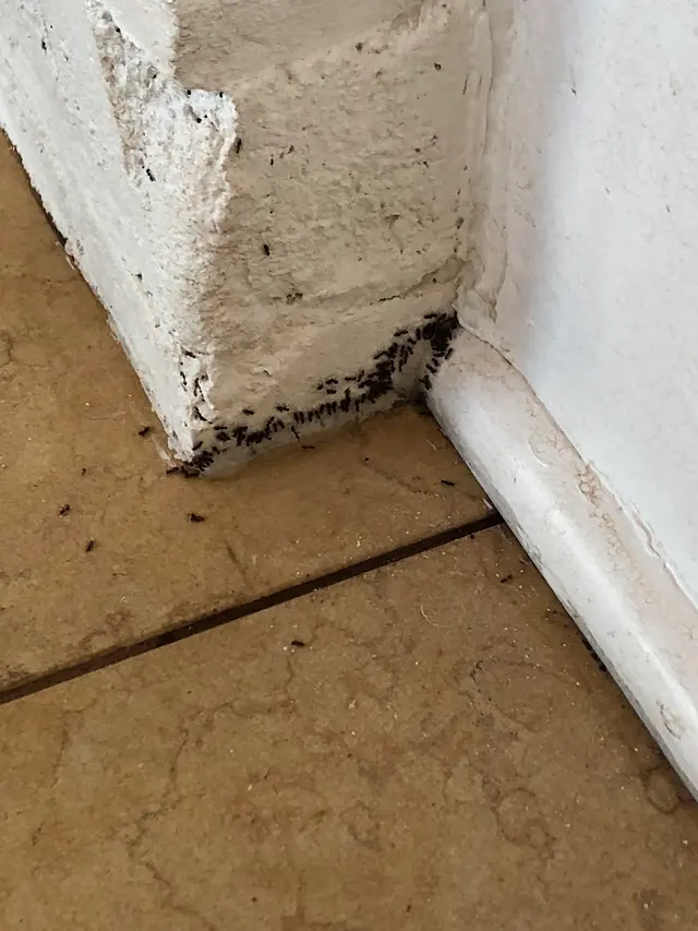 Quick Kill Exterminating Co — photo from the business 4