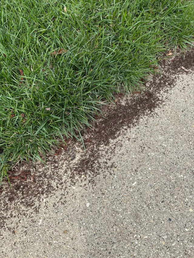 Quick Kill Exterminating Co — photo from the business 5