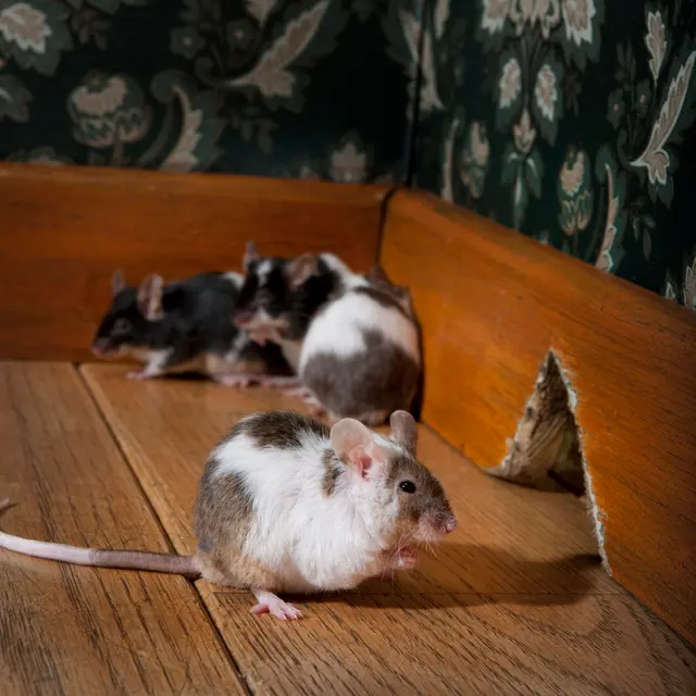 Pointe Pest Control - Schaumburg — photo from the business 6