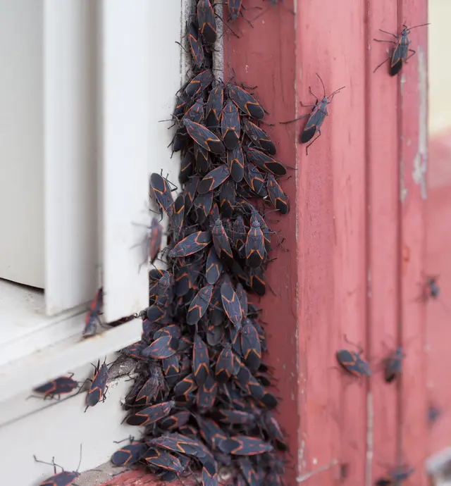 Pointe Pest Control - Schaumburg — photo from the business 7