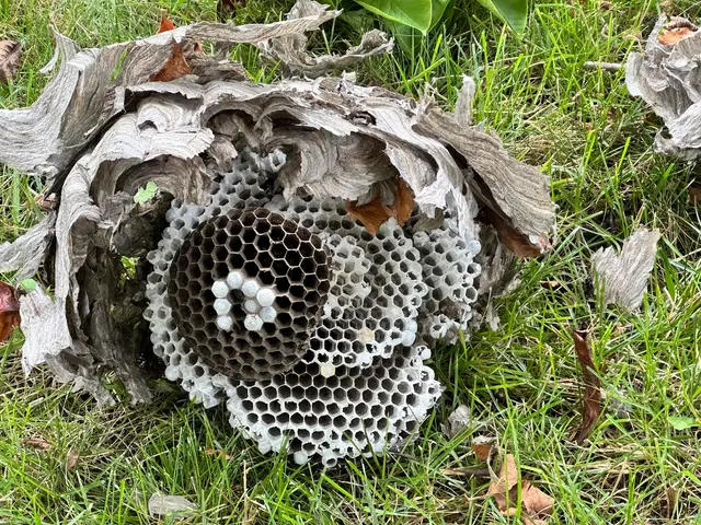 Chem-Wise Pest Management — customer photo 1