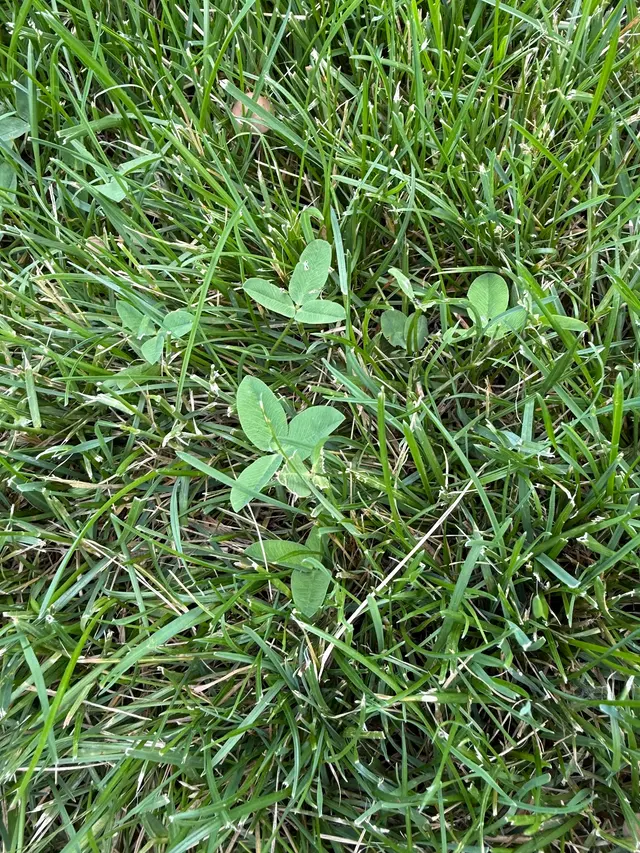Organo-Lawn of Boulder — customer photo 6