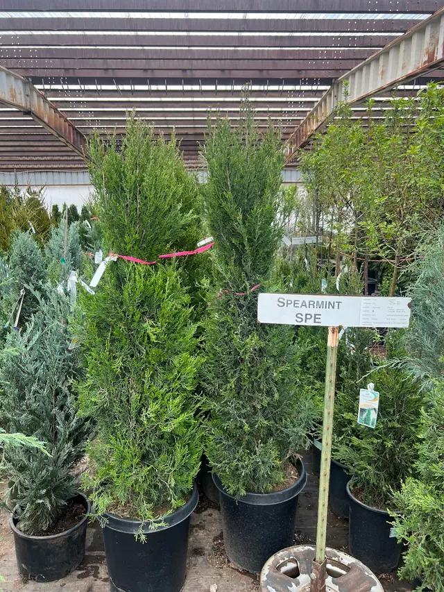 The Magic Beans Landscaping — photo from the business 8