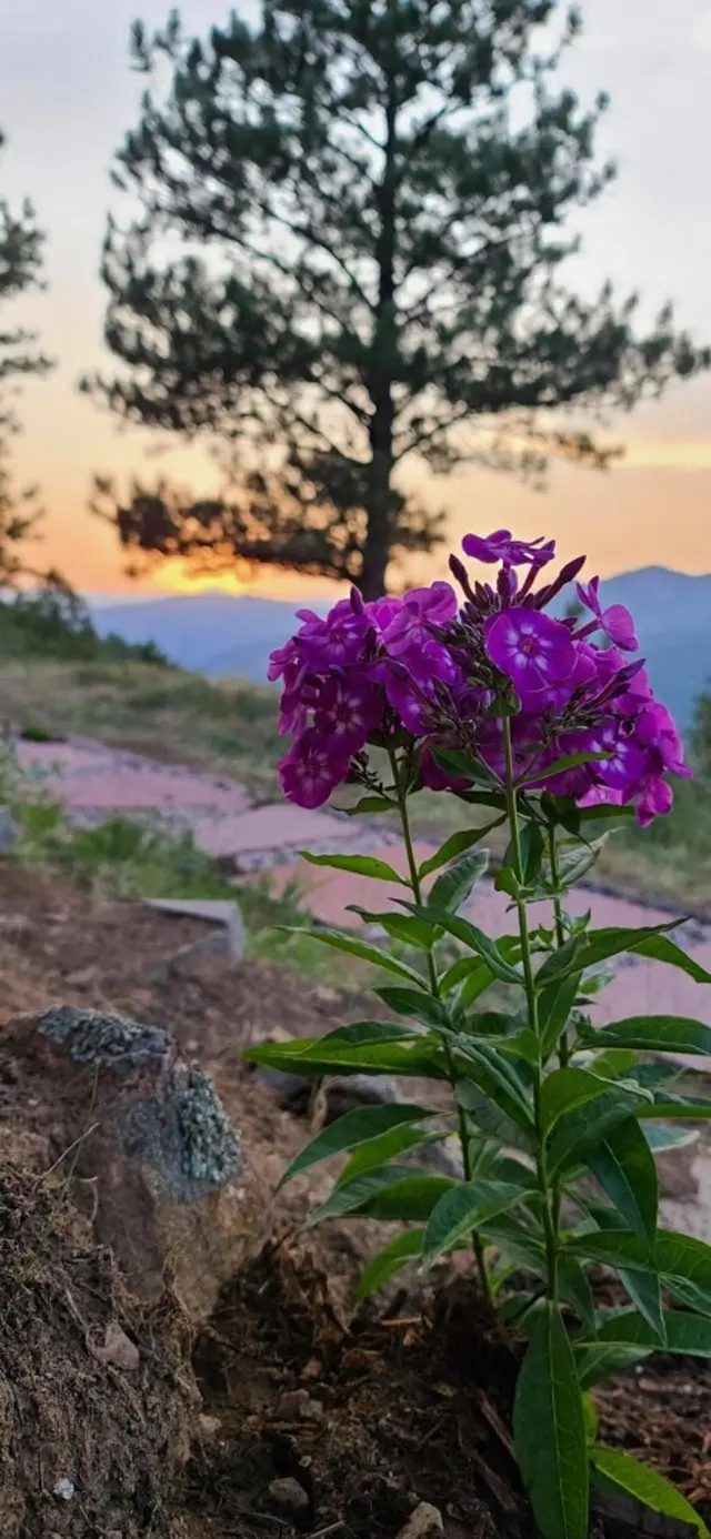 The Magic Beans Landscaping — photo from the business 1