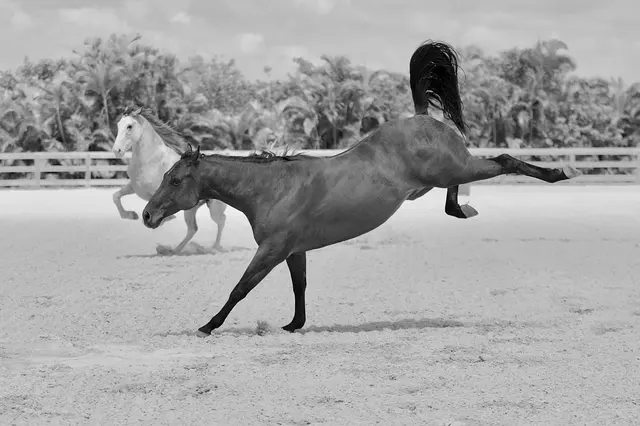 Sahadi Photography — photo from the business 6