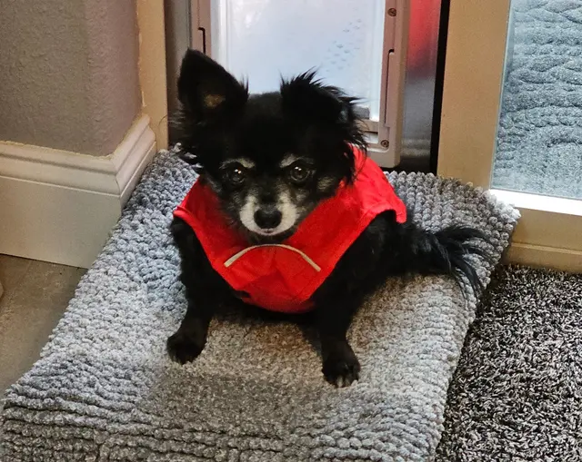 Cloudberry Lane Animal Chiropractic — customer photo 10
