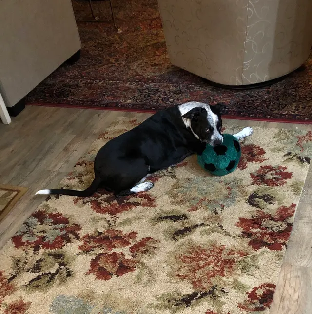 Cloudberry Lane Animal Chiropractic — customer photo 9