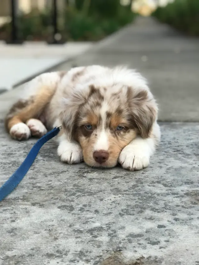 Cloudberry Lane Animal Chiropractic — photo from the business 4