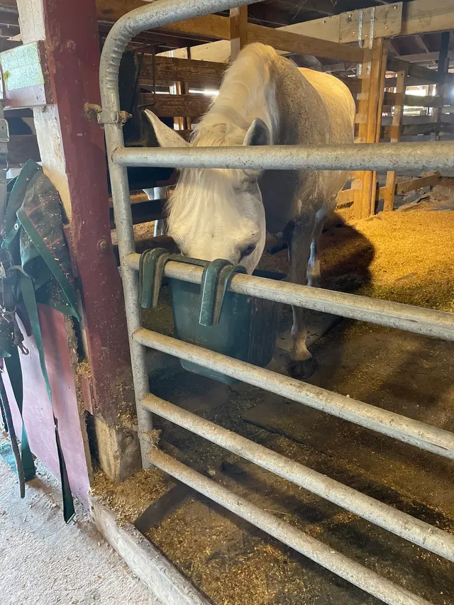 Coral Reef Riding Academy (New Spirit Farm) — customer photo 2