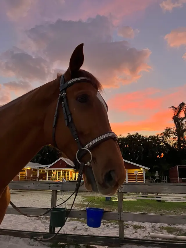 Coral Reef Riding Academy (New Spirit Farm) — customer photo 3