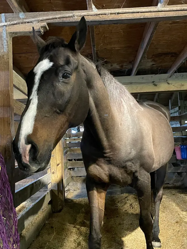 Coral Reef Riding Academy (New Spirit Farm) — customer photo 11