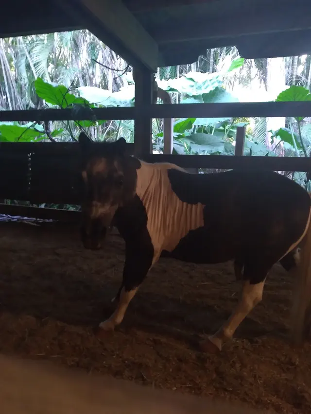 Coral Reef Riding Academy (New Spirit Farm) — customer photo 12