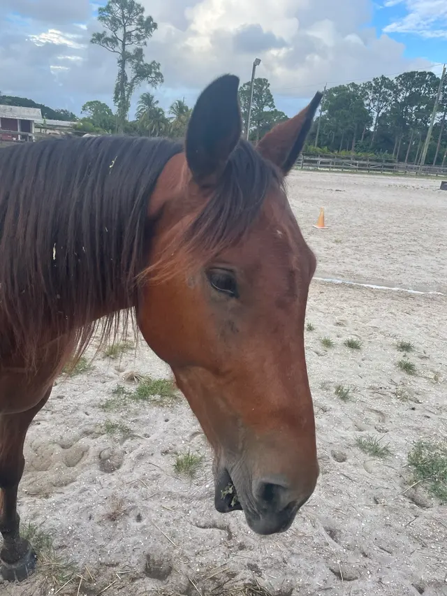Coral Reef Riding Academy (New Spirit Farm) — customer photo 6