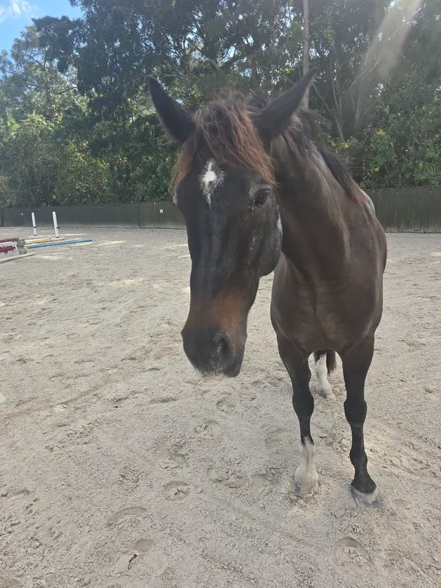 Customer photo of work by Kings Stables, from Jessica Earl's review
